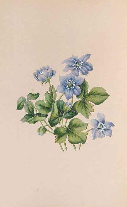 Hepatica. John Stevens Henslow