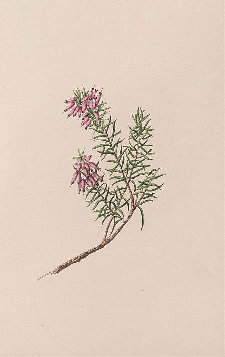 Dwarf Heath. John Stevens Henslow