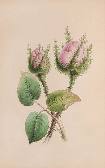 Musk Mallow. John Stevens Henslow