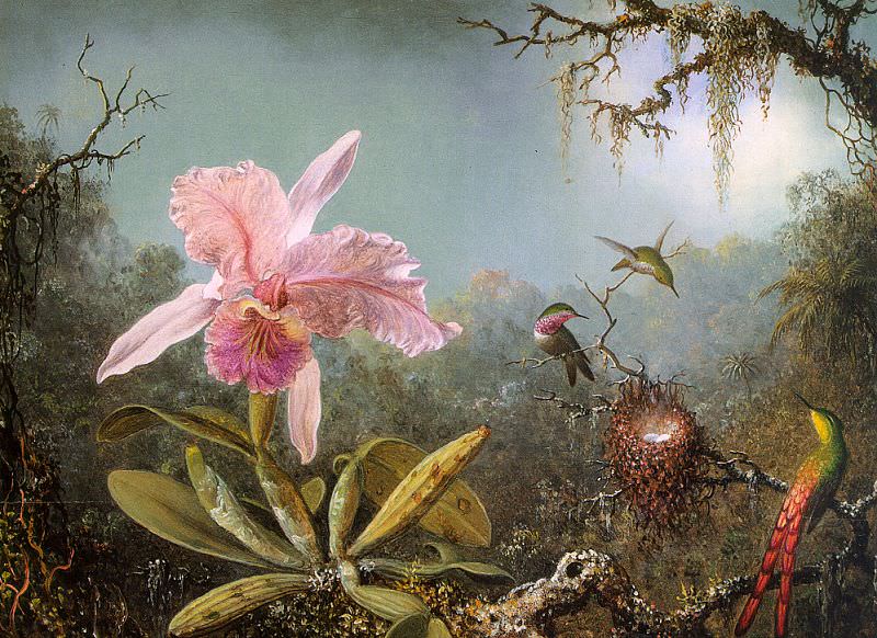 Орхидея-каттлея и три бразильских колибри. Мартин Джонсон Хед