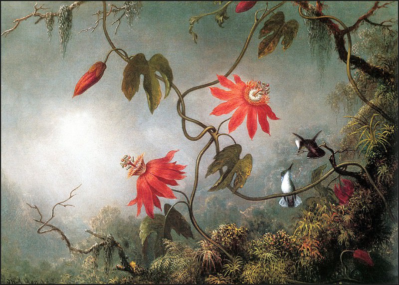 Страстоцветы и колибри. Мартин Джонсон Хед