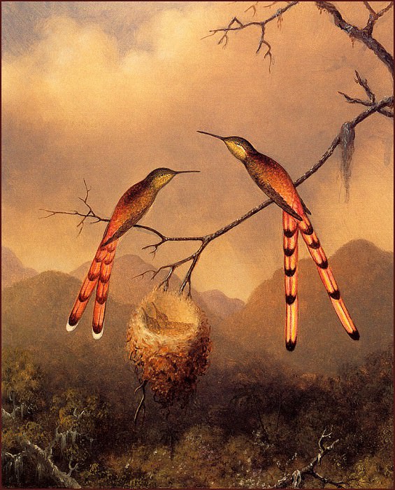 Два колибри с птенцами. Мартин Джонсон Хед