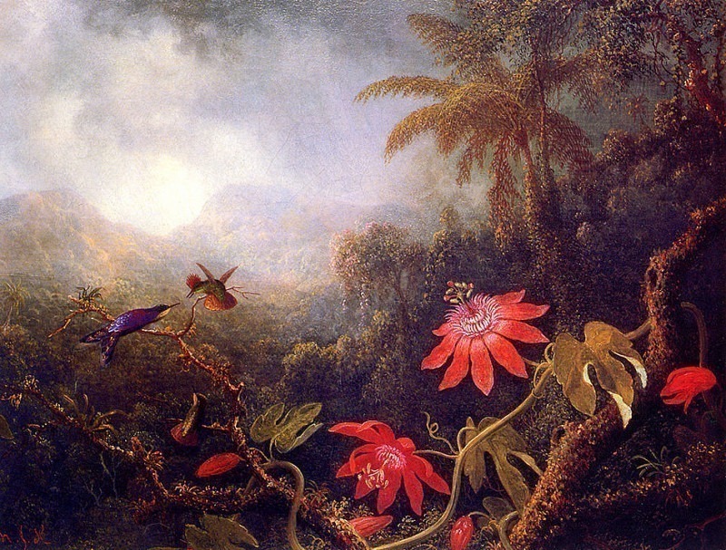 Страстоцветы с тремя колибри. Мартин Джонсон Хед