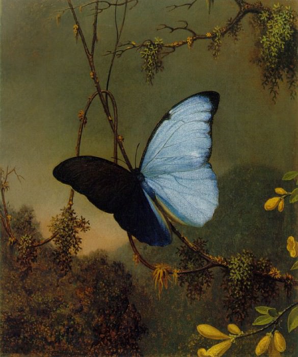 Бабочка Синяя морфо. Мартин Джонсон Хед
