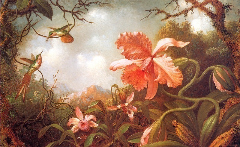 Two Hummingbirds And Two Varieties Of Orchids. Martin Johnson Heade