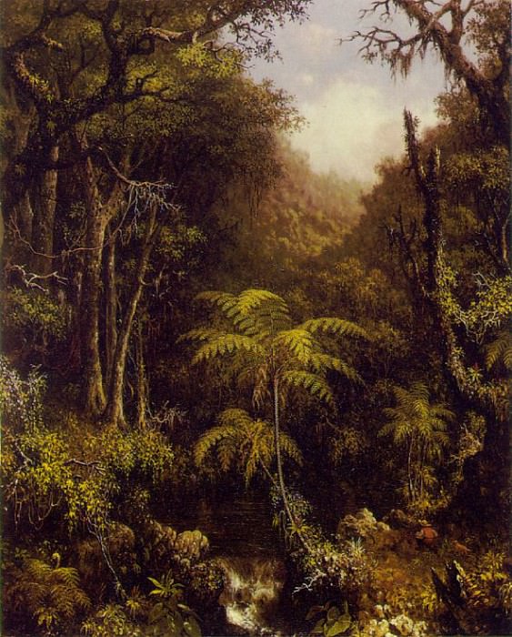 Бразильский лес. Мартин Джонсон Хед