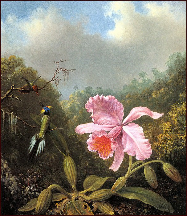 Дерущиеся колибри и розовая орхидея. Мартин Джонсон Хед
