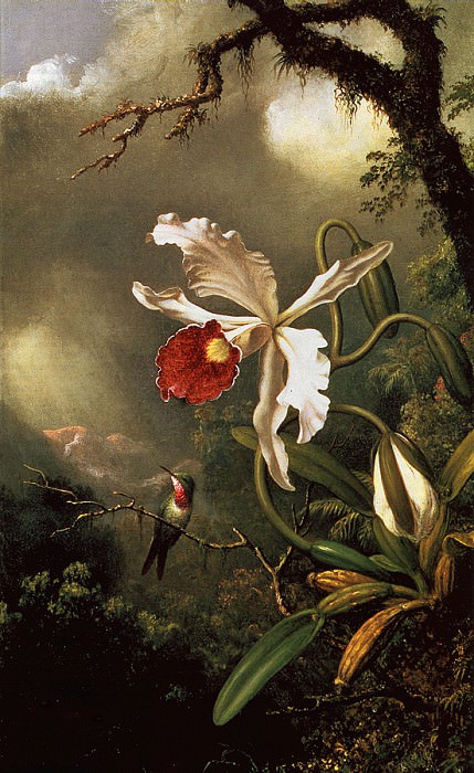 Аметистовый колибри и белая орхидея. Мартин Джонсон Хед