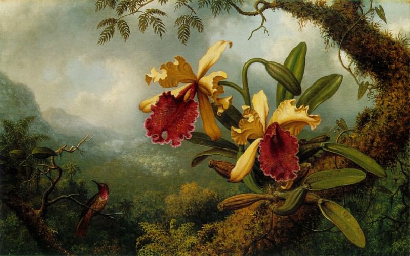 Orchids and Hummingbird. Martin Johnson Heade