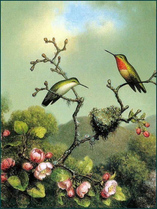Птица с рубиновым горлом, Северная Америка. Мартин Джонсон Хед