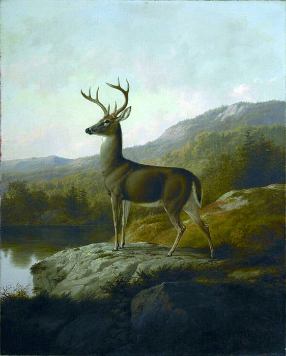 Deer. Thomas Hewes Hinckley