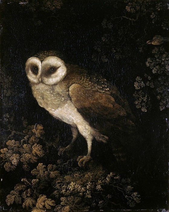 An Owl. Moses Haughton