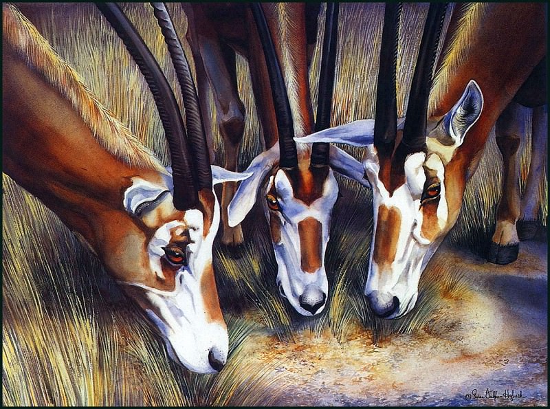 lrsHybackSusan-Oryx. Susan Hyback