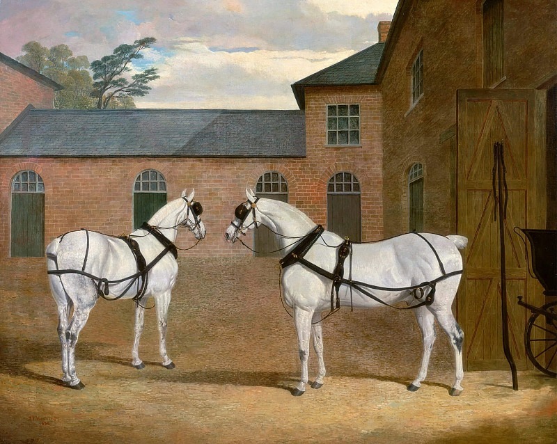 Grey carriage horses in the coachyard at Putteridge Bury, Hertfordshire