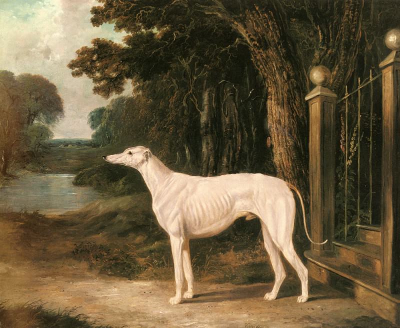 Vandeau A White Greyhound. John Frederick Herring