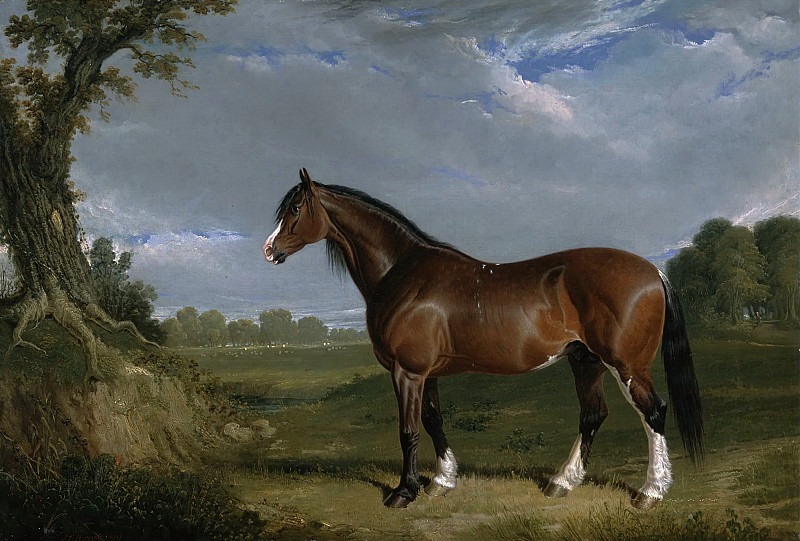 A Clydesdale Stallion. John Frederick Herring