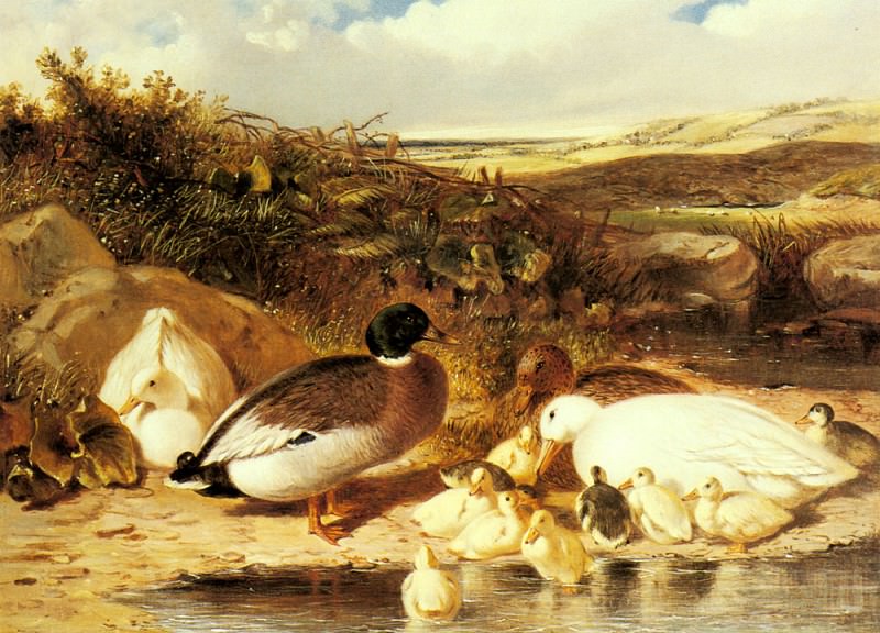 Mallard Ducks and Ducklings On A River. John Frederick Herring