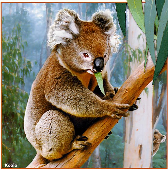 Koala. Trish Hart