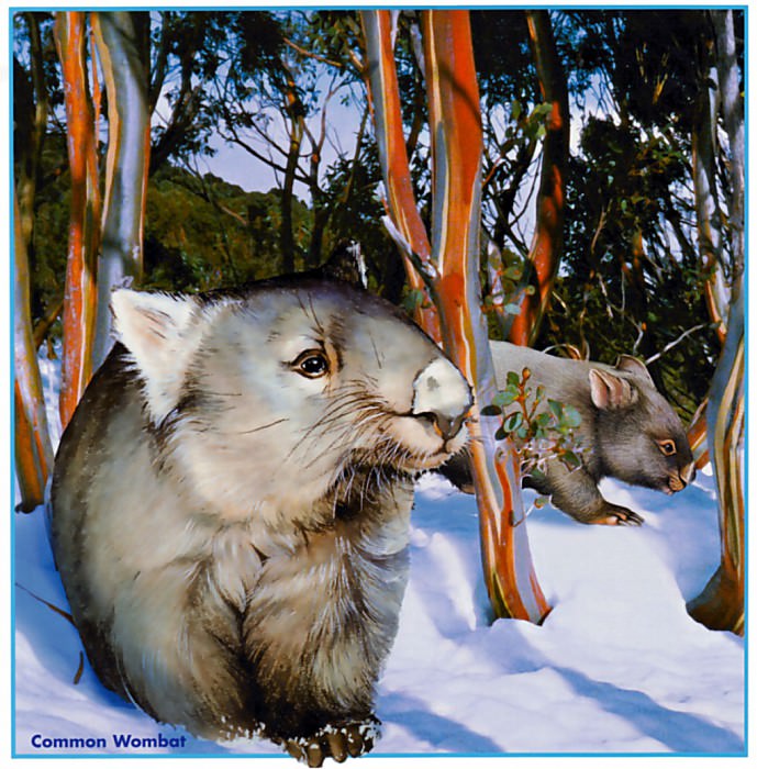 Common Wombat. Trish Hart