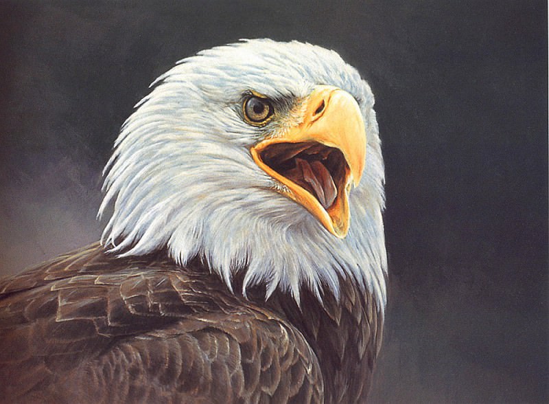 Bald Eagle. Alan M Hunt