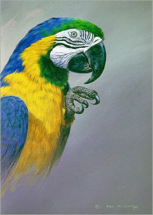 Золотисто-синий попугай ара (Макао). Алан М Охота