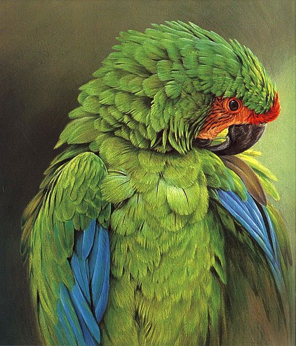Buffon Macaw. Alan M Hunt
