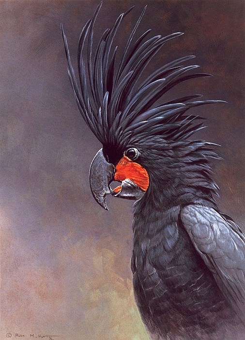 Пальмовый австралийский попугай. Алан М Охота