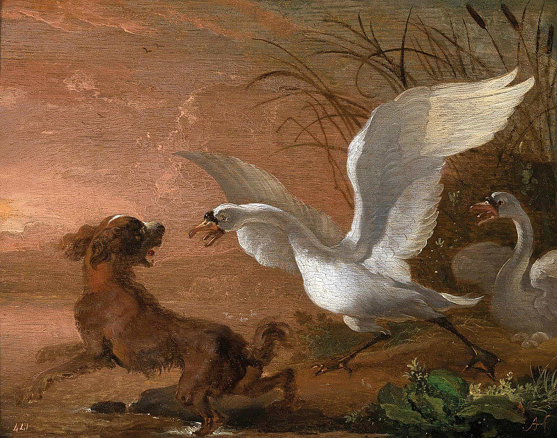 A swan attacking a dog. Abraham Hondius