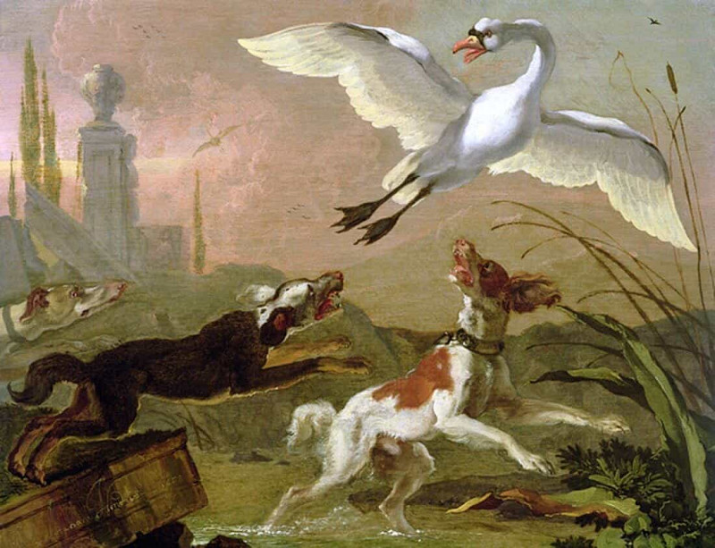 Swan being chased by three dogs. Abraham Hondius