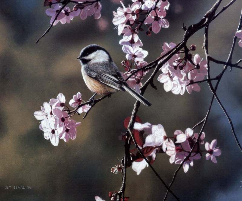 Chickadee and Plum Blossoms. Terry Isaac