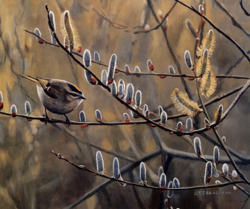 Kinglet and Pussywillows. Terry Isaac