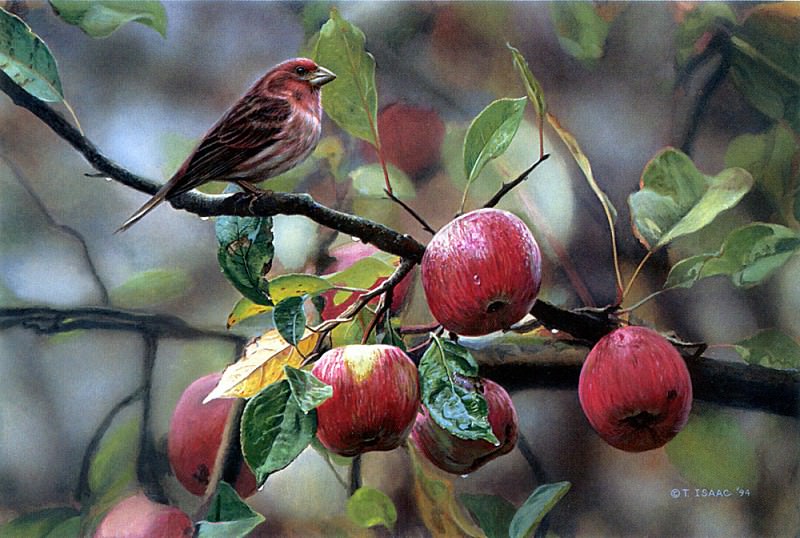 Appletime-Purple Finch. Terry Isaac