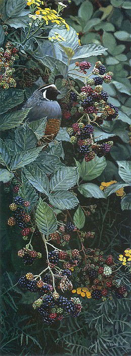 Brambles and Brass Buttons. Terry Isaac