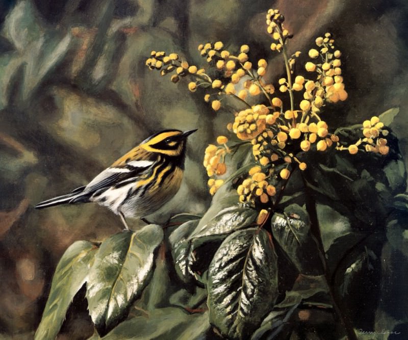 Townsend Warbler and Oregon Grapes. Terry Isaac