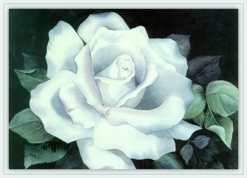 White Rose. Louise Jackson
