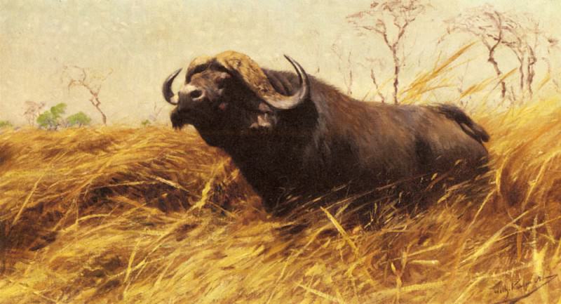 Kuhnert Wilhelm Friedrich An African Buffalo. Вильгельм Кухнерт