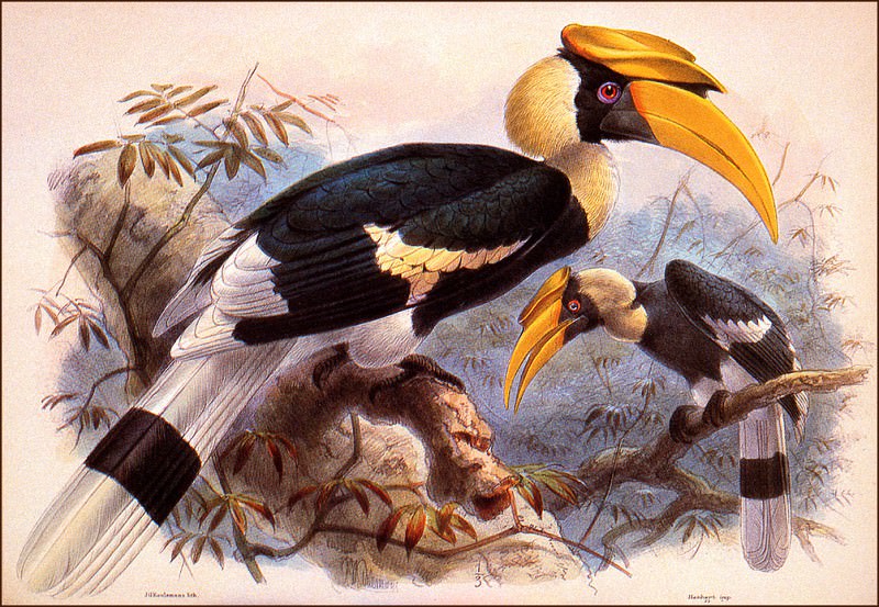 bs-na- J G Keulemans- Great Hornbill. J G Keulemans