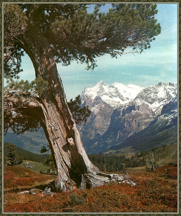 Alps - Grindelwald And The Wetterhorn. Gerhard Klammet