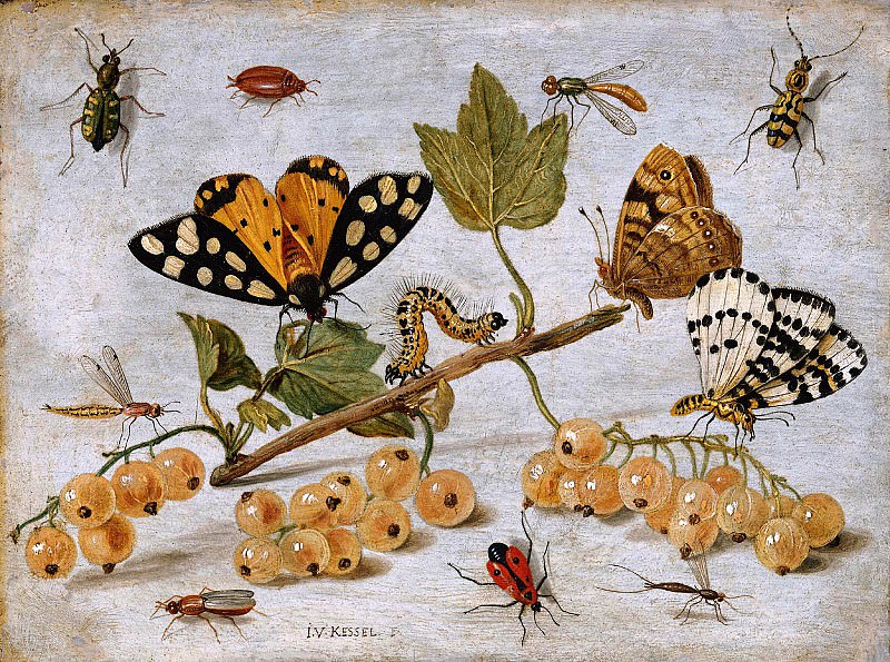 Insects and fruits. Jan Van Kessel