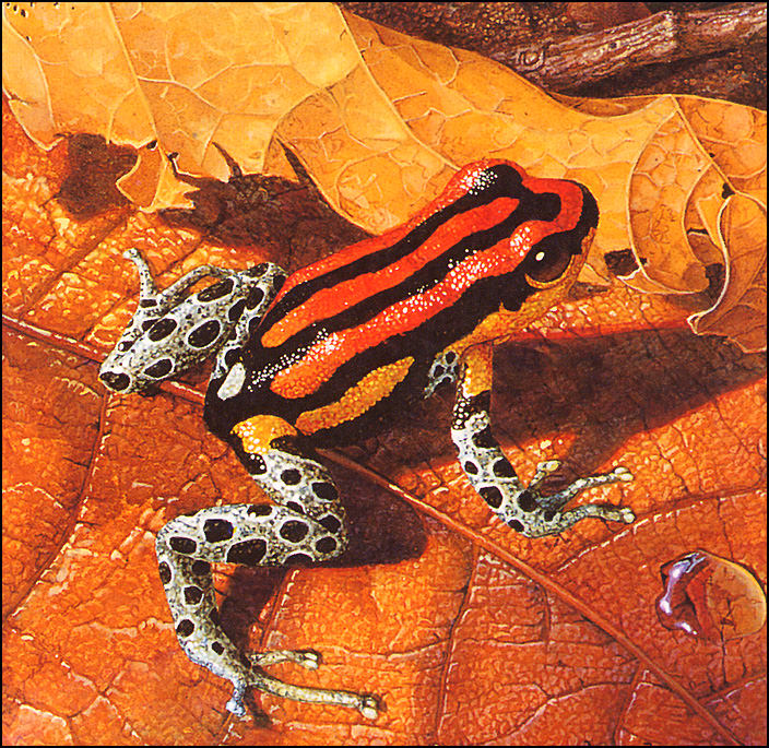 bs-na- Carel Brestvan Kempen- Spot- Bellied Dart Frog. Pieter Brest Van Kempen