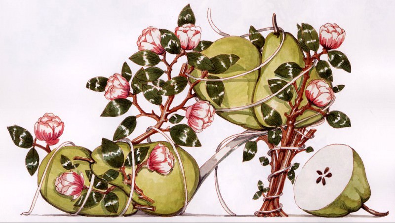 Pears. Dennis Kyte