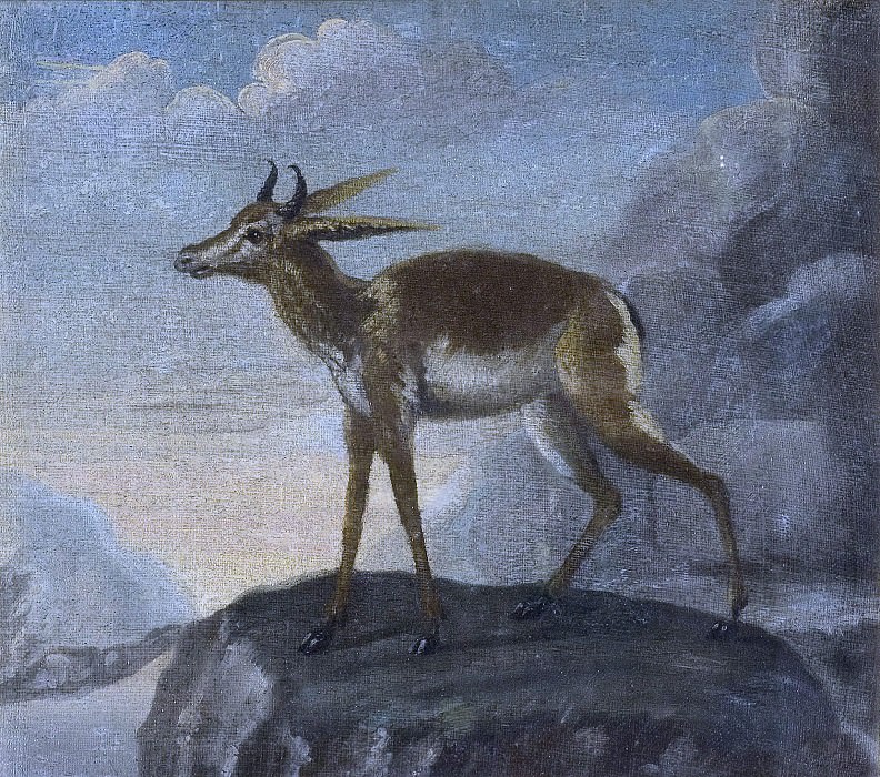 Bengal deer. David Kock