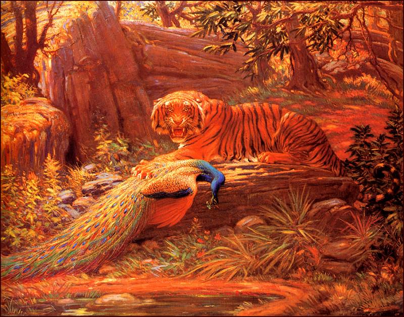 bs-na- Charles R Knight- Bengal Tiger And Peacock. Charles R Knight