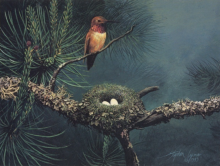 Rufous Hummingbird And Nest. Stephen Lyman