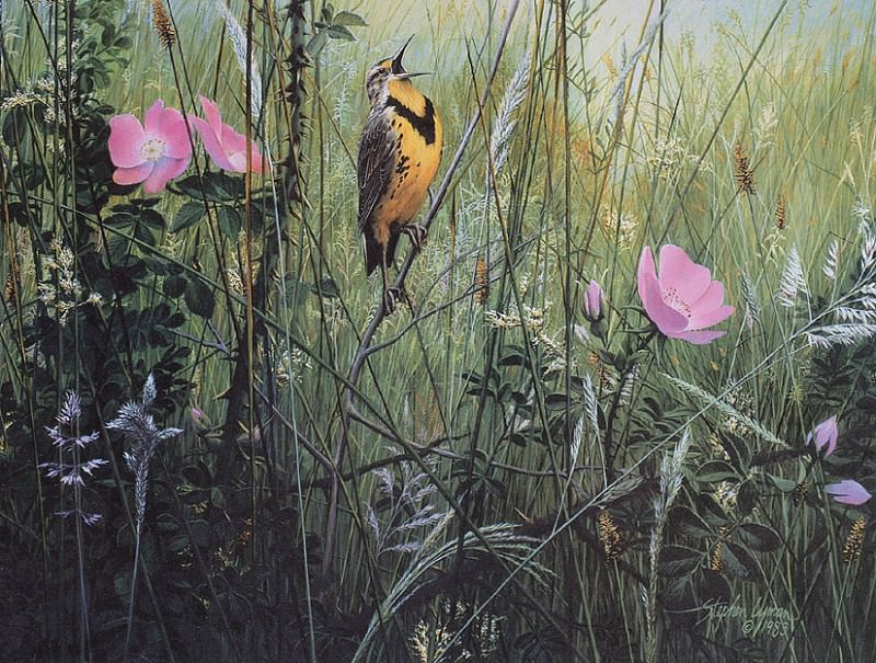 Song Of The Meadow. Stephen Lyman