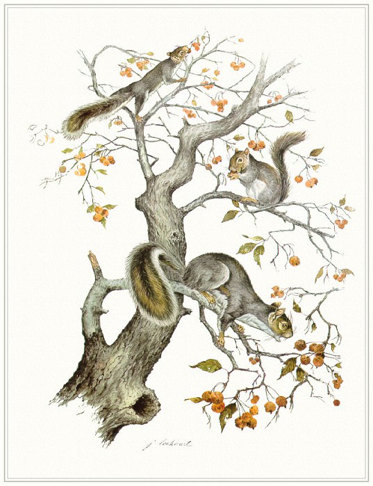 LockhartJames-GraySquirrels-sj. James Lockhart