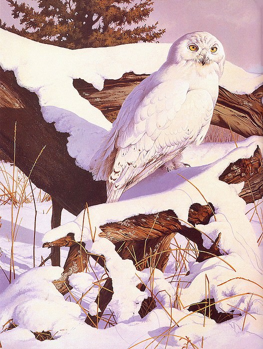 lrs Lawerence Rod Snowy Owl. Rod Lawerence