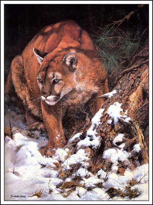 Winter Lookout- Cougar. John Seerey Lester