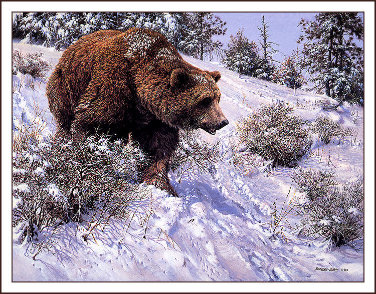 First Snow- Grizzly. John Seerey Lester