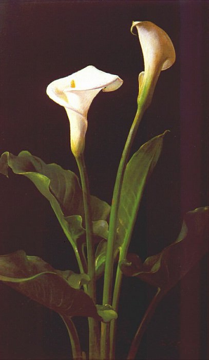 lambdin calla lilies 1874. George Cochran Lambdin